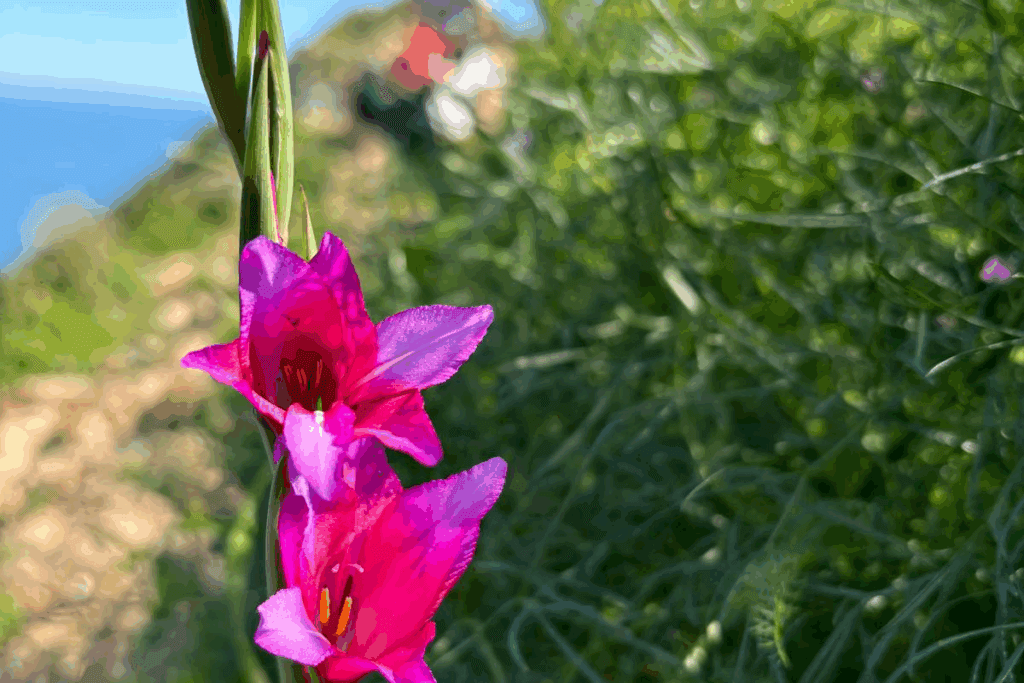 Silene d'Ifac endémica y hierbas mediterráneas en el Penyal d'Ifac - ecosistema único