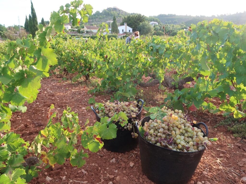 Uvas vendimiadas en viñedo Casa Llibertat Jalon valle Costa Blanca